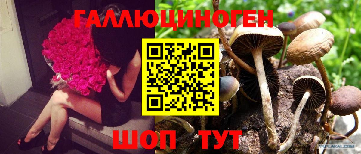 Псилоцибиновые грибы Psilocybe Кондопога